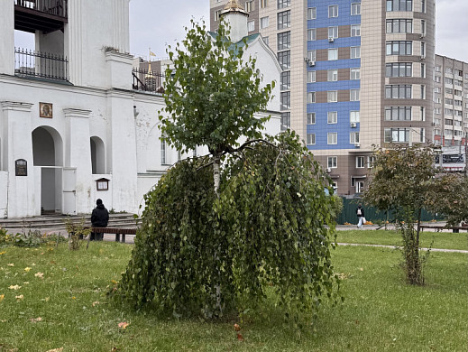 В Троицком сквере подстригли пендульные березы 